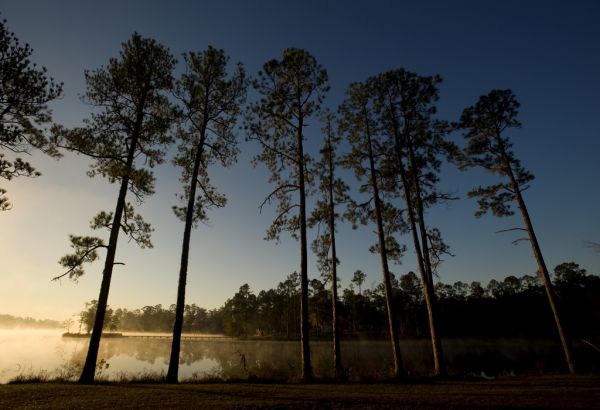 Seven Lollylob Pines