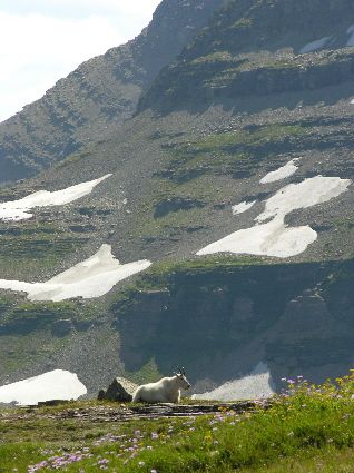 Mt Goat at Glaicer