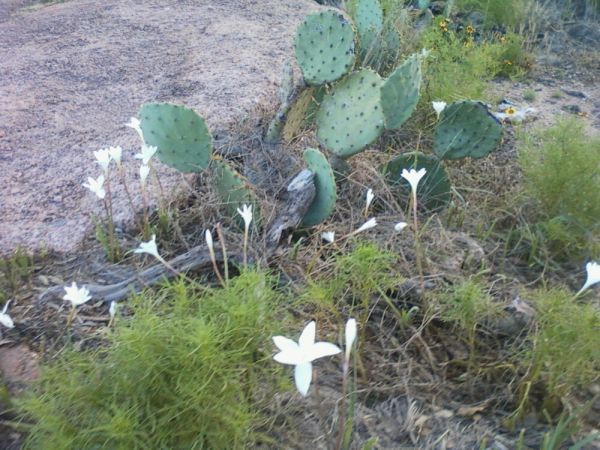 Enchanted Rock State Park 3