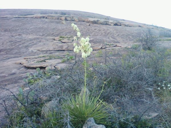 Enchanted Rock 8