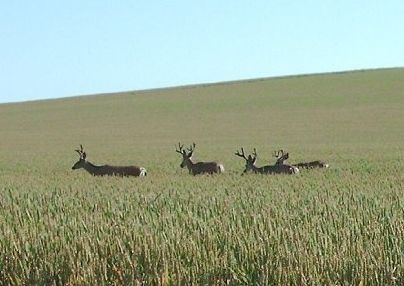 Bucks