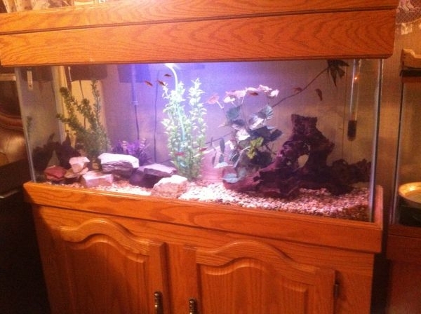 My new 55 gallon fishtank.