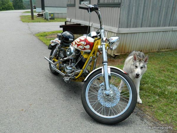 mine  wolf  harley.....