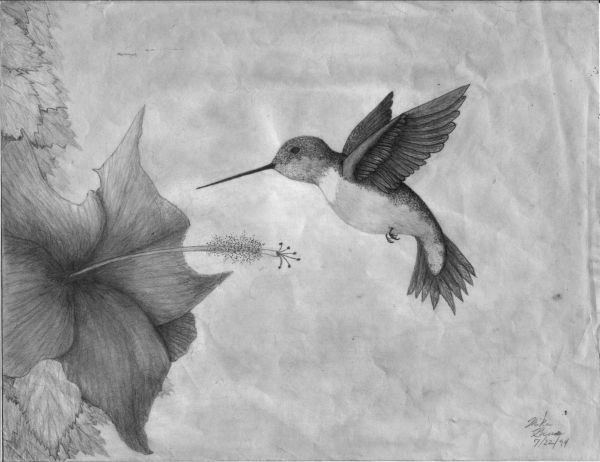 Hummingbird and Hibiscus 