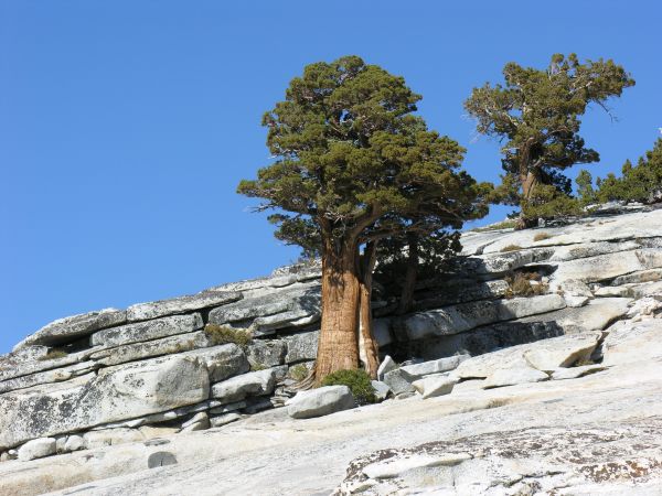 Yosemite trees