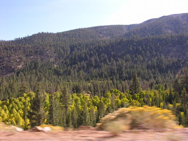 fall colors in Yosemite