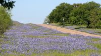 Fulshear Simonton Lions Club 6th Annual Charity/Poker Blue Bonnet Ride