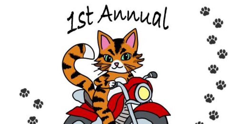 Show Me Your Kitties